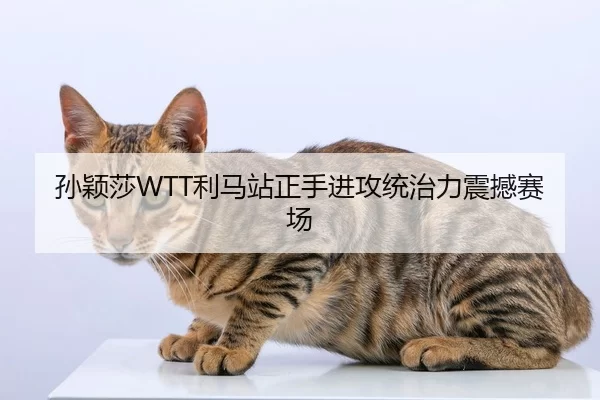 孙颖莎WTT利马站正手进攻统治力震撼赛场